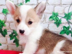 柯基犬 1公1母 2個(gè)月零7天 寵物級(jí)