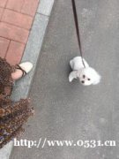 小可愛免費的贈送